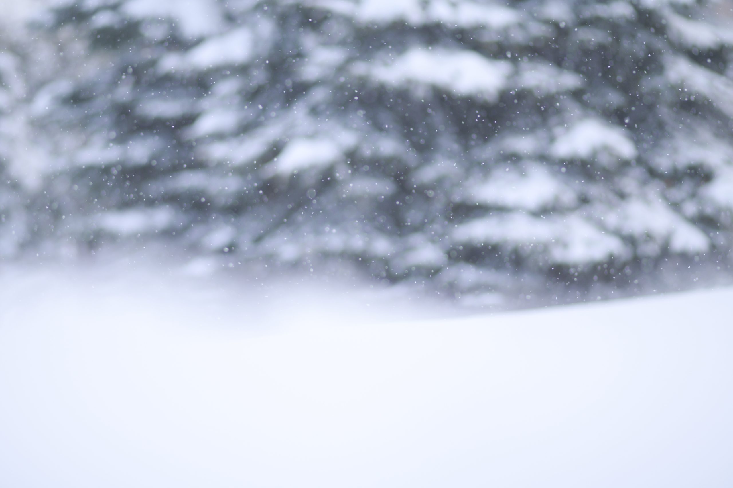 ２月の撮影会ご案内